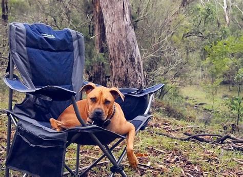 pet friendly camping gold coast  Certain breeds of dog are not permitted entry into any Gold Coast Tourist Park